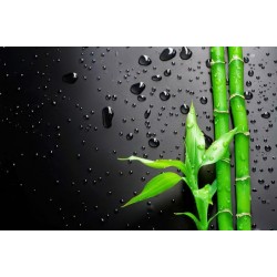 Extractul de Bambus-Ideal pentru ingrijirea parului